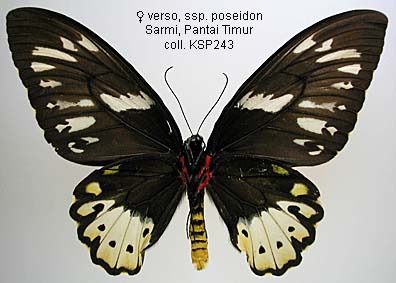 Papua Insects Foundation (Lepidoptera/Papilionidae/Ornithoptera priamus)